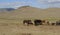 Herd of horses graze in the steppe and the mountains to the background.