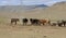 Herd of horses graze in the steppe and the mountains to the background.