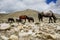 The herd of horses grazes, against the backdrop of the Himalayan mountains.