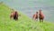 A herd of horses grazes on mountain pastures in the foothills of a mountain range. Alpine pasture farm animals