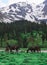 A herd of horses grazes in the valley amid snow-capped mountain peaks