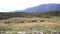 Herd of horses grazes on windy highland pasture at mountain landscape