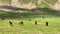 A herd of horses grazing in the alpine meadows. Green rocky slopes of the northern Elbrus region.