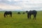 A herd of horses grazing in the Alpine meadows of the North Caucasus.