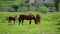 Herd of horses grazing on grass