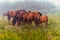 Herd of horses grazing in a meadow in the mist
