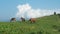 Herd of horses are grazing on mountain pasture. Very long shot. Carpathians mountains at summer. Horses on grassland