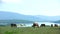 Herd Of Horses Grazing In Mountain Valley