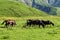 Herd of horses grazing peacefully. Shining landscape. Absolutely perfect picture. Sunny meadow, horses lit by the evening sun in t