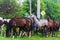 Herd of horses grazing in spring