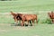 Herd of horses grazing in a summer meadow