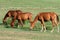 Herd of horses grazing in a summer meadow