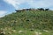 Herd of horses on a hill