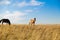 Herd of horses in kazakh steppe