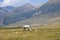 Herd of horses. Kyrgyzstan