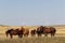 Herd of horses in a landscape of plains in North Dakota