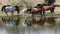 Herd of horses in Los Barruecos, Extremadura, Spain