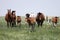 Herd of Horses (Mares & Babies)