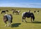 Herd of horses on a meadow in Cornwall, south west England