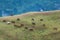 A herd of horses in a meadow near the shore of the lake.