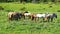Herd of horses in a meadow, wild life (4K)