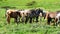 Herd of horses in a meadow, wild life (4K)