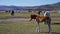 Herd of horses in the mongolian prairie