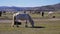 Herd of horses in the mongolian prairie