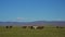 Herd of horses in the mongolian prairie