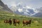 A herd of horses on a mountain meadow.