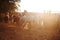 Herd of horses on the nature in the setting sun. Animals field background