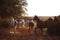 Herd of horses on the nature in the setting sun. Animals field background