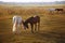 Herd of horses on the nature in the setting sun. Animals field background