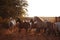 Herd of horses on the nature in the setting sun. Animals field background