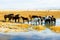 A herd of horses near the water in autumn, against the background of a yellow meadow, Rural Landscape