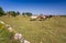 Herd of horses on Oland island