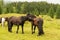 Herd of horses outdoors in a green pasture with a forest background on a misty day with