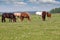 Herd of horses in pasture