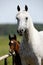 Herd of horses on pasture