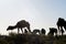 herd of horses on pasture, photo as background