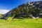 Herd of horses pasturing on green grass field near mountain land