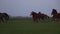 Herd of horses running on the Farm Ranch