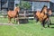 a herd of horses running through the paddock in front of the stable