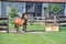 a herd of horses running through the paddock in front of the stable