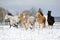 Herd of horses running through a snowy field gallop