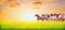 Herd of horses running on sunny summer pasture over sunset sky, banner for website