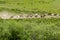 Herd of horses running up a hillside in the distance.