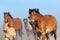 Herd of horses runs on blue sky