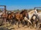 A herd of horses runs out of the corral.