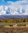 herd of horses In scenery Altai mountains, Altai Republic, Siberia, Russia.